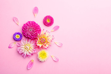 Various fresh beautiful colorful flowers and flower petals on pink background, creative flat layout, top view, copy space