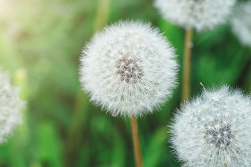 Fototapeta premium dandelion flowers, sunny summer day