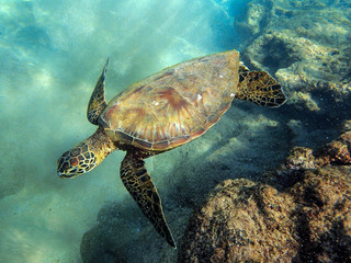 Hawksbill Sea Turtle Swimming in Maui Hawaii on the Kaanapali
