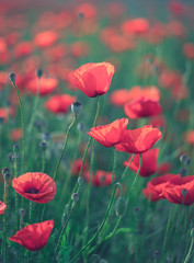 Red poppies in the morning light