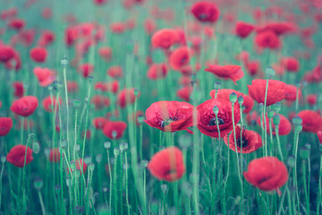 Field of red poppies during the spring morning
