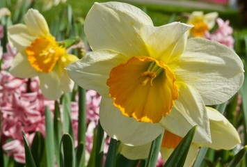 Blooming daffodil flowers on a daffodil field