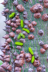 Plague of worms in tree of ceiba pentandra in Guatemala, outside garden.