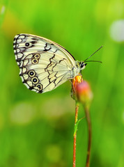 Closeup   beautiful butterfly sitting on flower