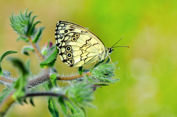 Closeup   beautiful butterfly sitting on flower