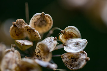 Macro image of dry autumn seed boxes on dark background. Selective very shallow focus or depth of field. Ten items, dark green behind them. Very gentle tiny plants