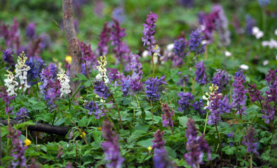 The corydalis massively blooms in the spring forest