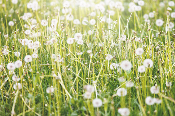 Dandelions on meadow in sunlight. Nature, spring, summer background. Selective focus on some flowers