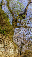 春の沼田城址の風景