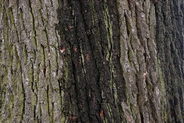gray green natural texture of bark and moss