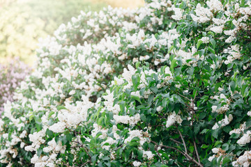 Blooming violet lilac bush at spring time with sunlight. Blossoming white violet lilac flowers. Spring season, nature background	