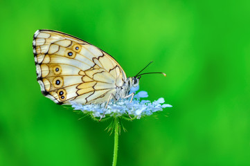 Closeup   beautiful butterfly sitting on flower