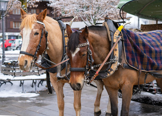 Obraz premium Horse harnessed to a carriage in Gstaad, Switzerland