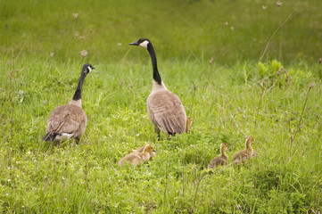 Canada Goose family