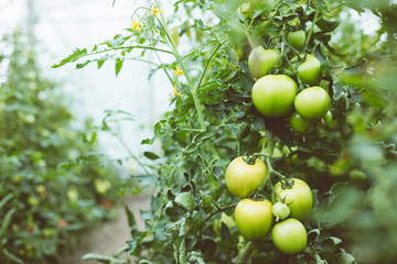 Organic tomatoes growing in greenhouse