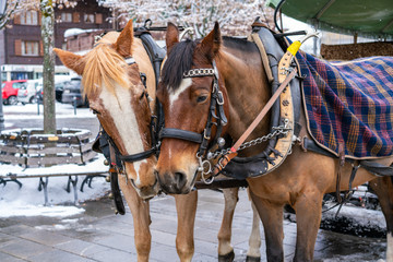 Naklejka na ściany i meble Horse harnessed to a carriage in Gstaad, Switzerland