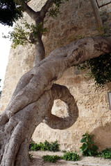 Skurril gewachsener Lorbeerbaum vor dem Griechen-Tor