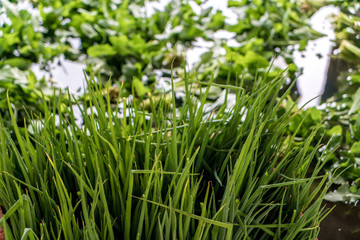 organic vegetable washing tank after harvesting