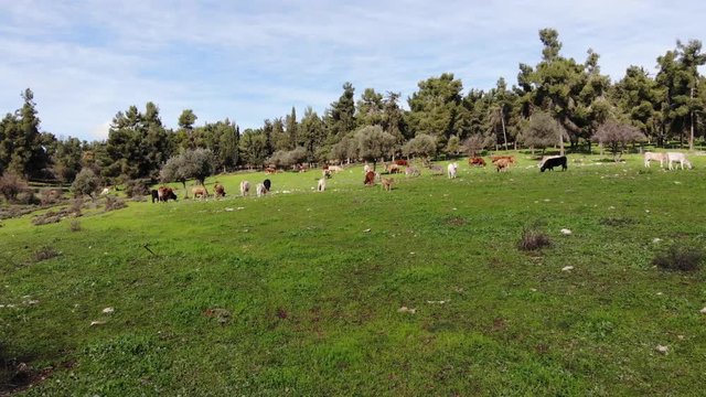 A field on hill with cows and donkeys