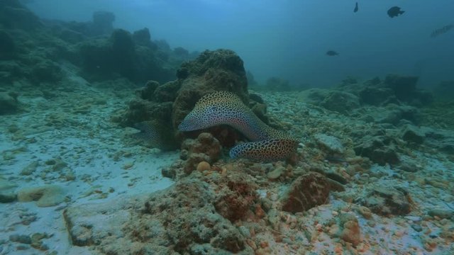 Marble morey eel moving around coral rock in deep ocean water, underwater 4k shot