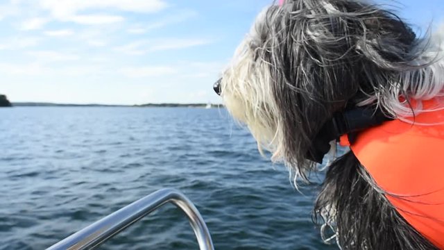 Bearded Collie on a boat in a lifejacket in Stockholm archipelago in Sweden