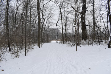 road in winter forest