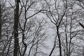 trees in winter