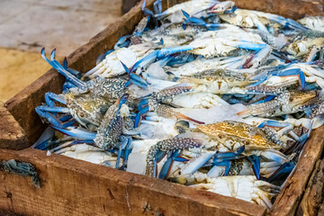 Blue crabs on a fish market in a Hurghada city, Egypt