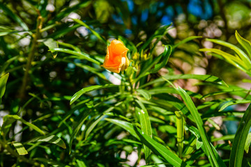 Cascabela thevetia flower (Yellow oleander, Lucky nut) on summer day