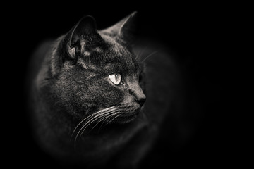 chat 