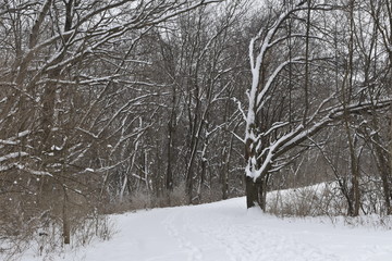 winter forest