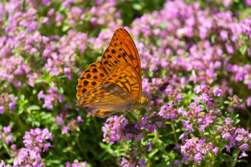Orange butterfly pollinates flowers on a sunny day. Insects