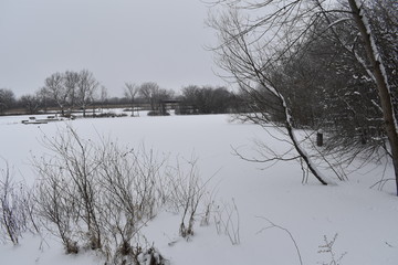 winter landscape with trees in winter