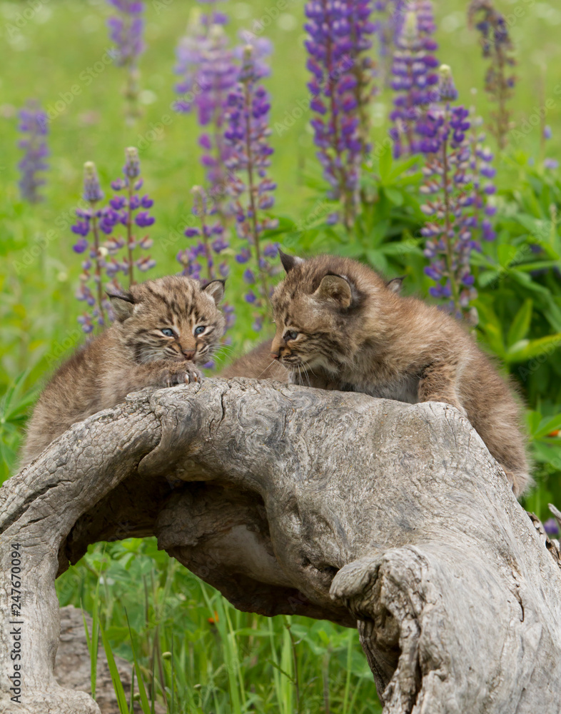 Wall mural bobcat kittens posing on a log with purple lupine in the background