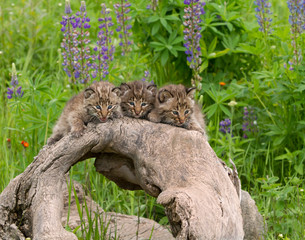 Bobcat Kittens Posing on a Log with Purple Lupine in the Background