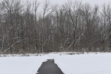 winter landscape with trail and trees in winter