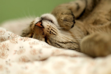 Cute brown tabby cat sleeping in human's bed. Selective focus.