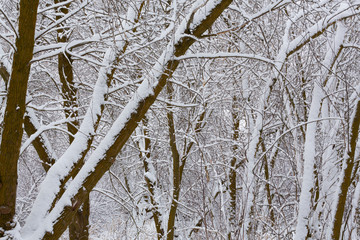 grove of trees covered in snow - 247670840