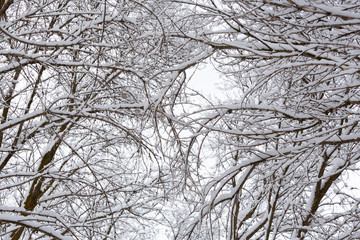 snowy branches background pattern against the sky - 247670858
