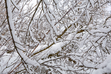 snowy branch background pattern - 247670862