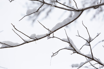 macro of snow laden tree branches