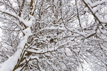 branches covered with snow background pattern - 247670878