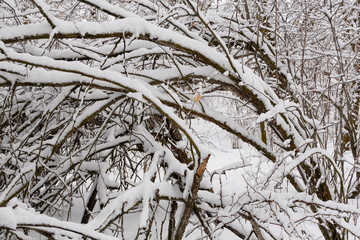 pattern of branches covered in snow - 247670886