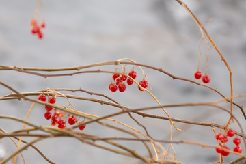 branches with red berries - 247671000