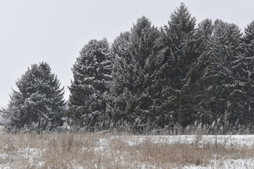 tree in winter