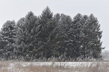 winter trees in the snow