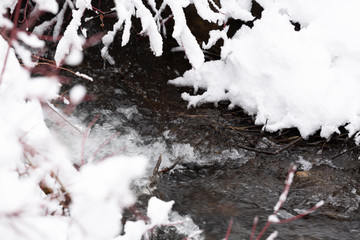 snow covered branches over rushing water
