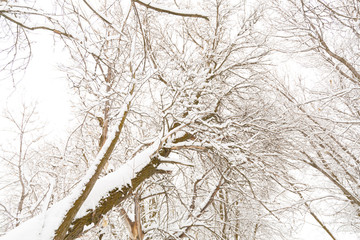 Tree in winter covered with snow - 247671207
