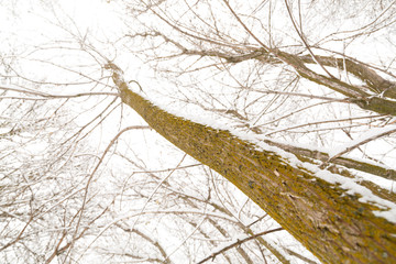 looking up at a tree covered with snow - 247671215