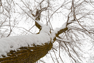 sky view of tree trunk with branches covered in snow - 247671227